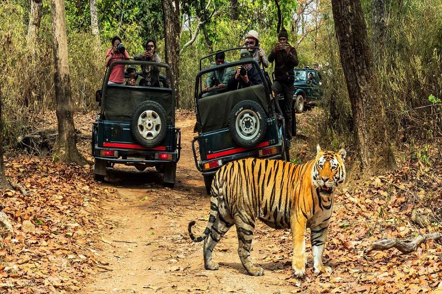 Explore the Wild Heart of Nepal: Guide to Chitwan Tour, Jungle Safari Packages, and 3-Day Itinerary with Cost